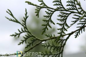В большинстве районов Пензенской области ожидается дождь