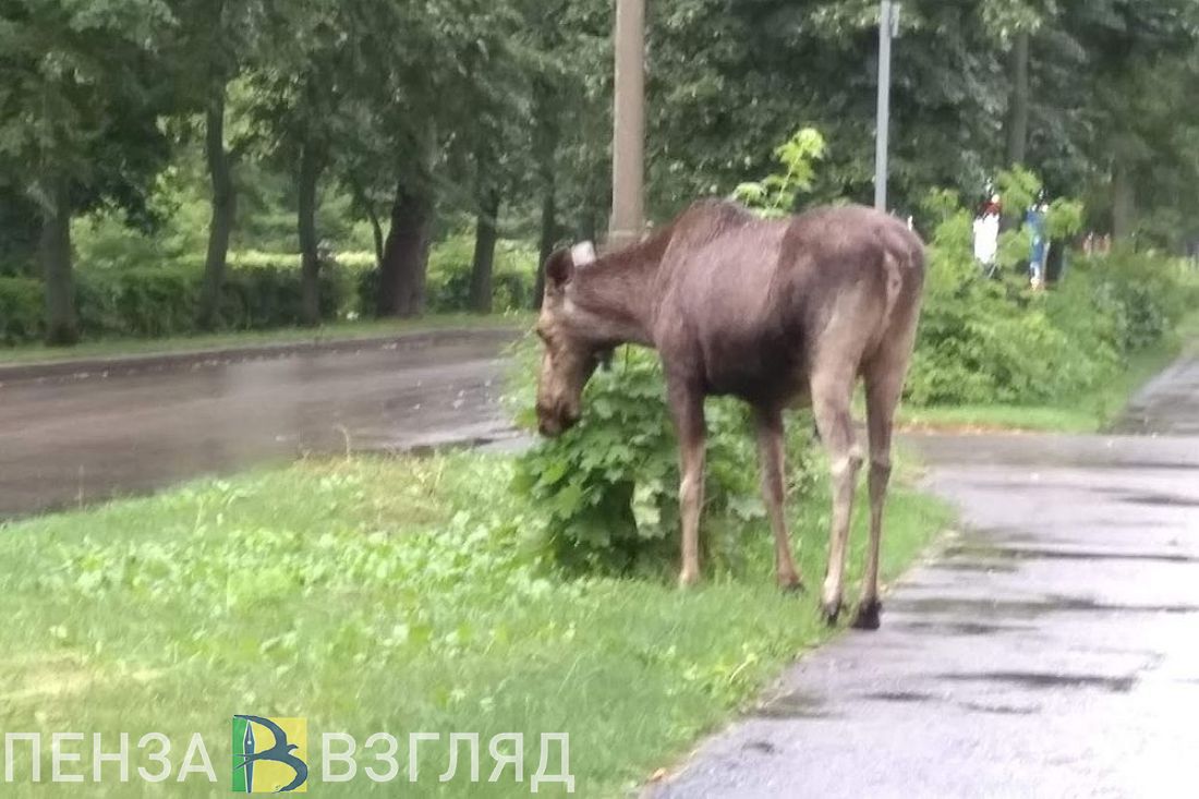 В пензенском районе Шуист сняли на видео, как лось перепрыгнул через едущий  автомобиль