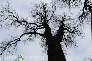 Житель Пензенской области получил два года за три дуба