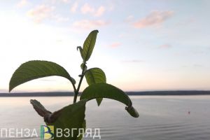 Найдено тело утонувшего в Пензенской области подростка