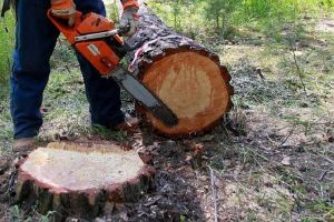 В Пензенской области выявили еще два случая незаконной рубки деревьев