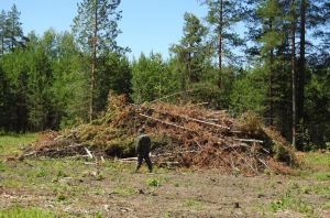 В Пензенской области возбуждены административные дела о нарушениях лесного законодательства
