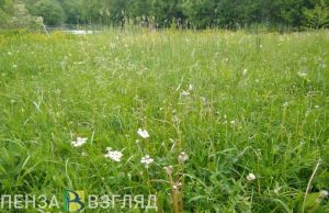 Стали известны обстоятельства гибели пастуха от удара молнии в Мокшанском районе