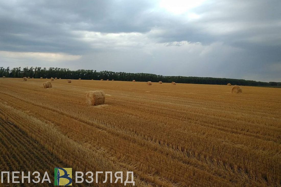 Поле пенза. Поля Пензенской области. Август поле. Неиспользуемые земли Ростовской области. Неиспользованные земельные ресурсы в Рязани.