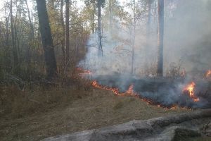 В 2022 году в лесах Пензенской области зафиксировано 10 пожаров