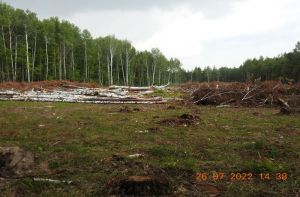 В Кузнецком районе выявлено 4 нарушения лесного законодательства