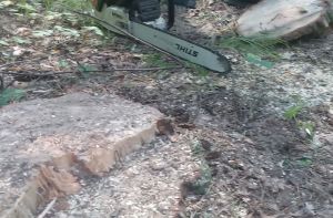 В Пензенской области ущерб от незаконной рубки леса составил более 100 тысяч рублей