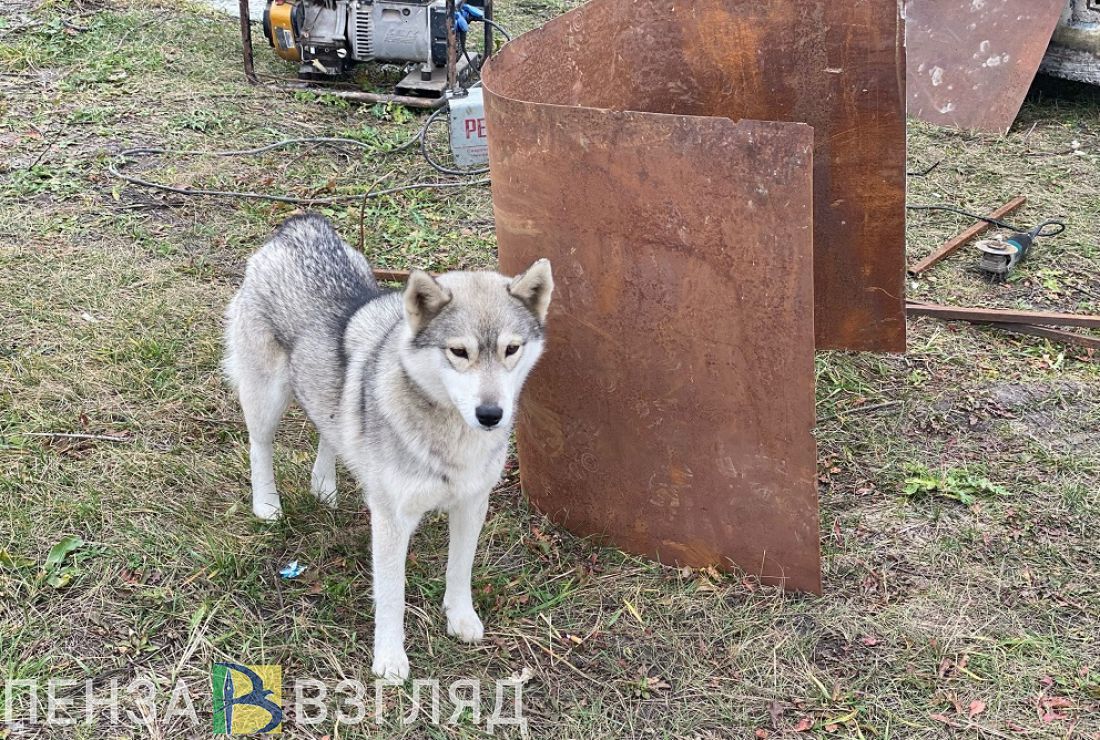 В Городище собака укусила пятилетнего ребенка