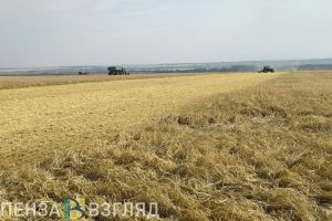 В Пензенской области собрали 384,2 тыс. тонн зерновых