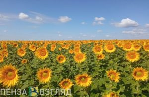 В Пензенской области прогнозируют высокую пожарную опасность