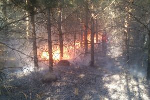 На территории Ахунского лесничества случился пожар