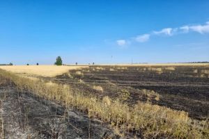 В Белинском районе выгорело поле пшеницы