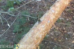 Суд в Пензенской области рассмотрит уголовное дело о рубке леса в особо крупном размере