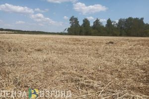 В Сердобском районе загорелось поле с сельскохозяйственными культурами
