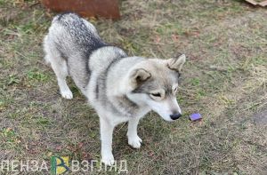 Пензенцу ответили на жалобу по поводу бродячих собак