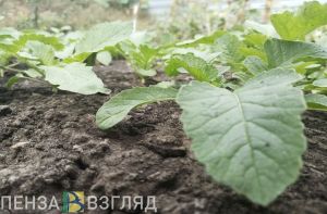 Названы четыре самых эффективных удобрения для почвы