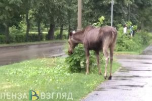 В Пензенской области под колесами транспорта погибли две косули и лось