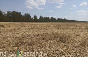 Сбор зерна, день трезвости и приговор мошенникам - новости Пензы за 6 сентября