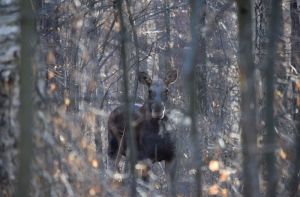 В Пензенской области браконьеры незаконно добыли лося