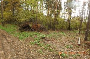 В Пензенской области выявлено 2 нарушения лесного законодательства