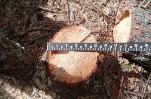 В Пензенской области злоумышленник вырубил 3 сухостойных дерева