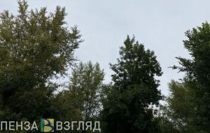 За неделю выявлено восемь нарушений в лесах Пензенской области