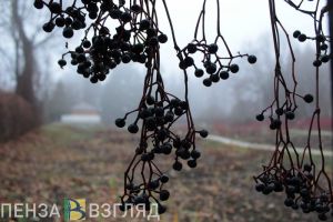 На рабочей неделе пензенцев ожидают сильные дожди и ветер