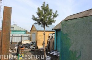 В Пензенской области ищут поджигателя, спалившего чужой дачный дом