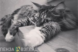 Пензенский флешмоб #ИдиЗамурчу поможет домашним животным мобилизованных граждан