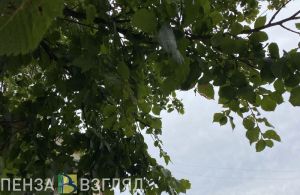 «Нашли в глуши за 20 км»: в Пензе рассказали о поисках потерявшего в лесу мужчины