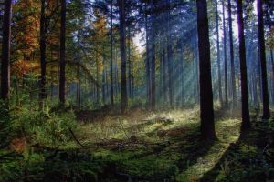 Пензенские спасатели нашли мужчину в лесу