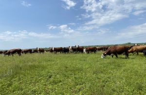 В Пензенской области производство молока снизилось, а надой увеличился