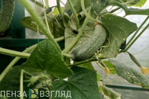 В Пензенской области огурцы подорожали наполовину, а лук подешевел на треть