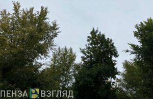 Пензенские спасатели помогли найти заблудившуюся в лесу женщину
