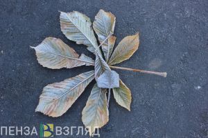 «Минусовую» температуру обещают жителям Пензенской области ночью