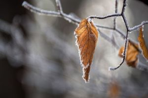 В Пензенской области в ближайшие две ночи ожидается мокрый снег