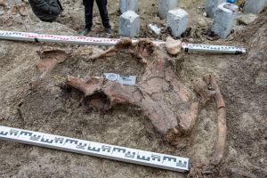 На пензенской стройплощадке нашли ископаемого носорога