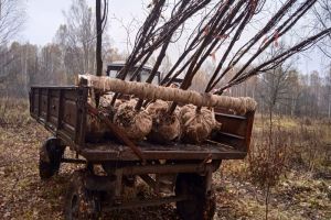 В Пензенской области злоумышленники похитили небольшую рощицу лип