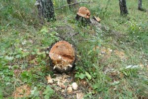 В Пензенской области березки могут довести до уголовного дела