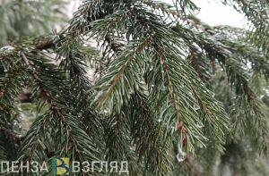 Мокрый снег ожидает пензенцев в первый день ноября