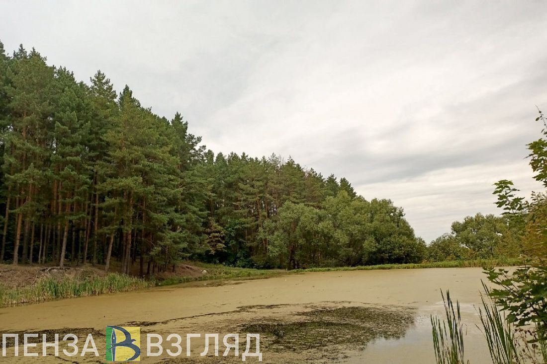 В Пензенской области перевыполнили плановый целевой показатель по лесовосстановлению