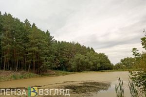 В Пензенской области перевыполнили плановый целевой показатель по лесовосстановлению