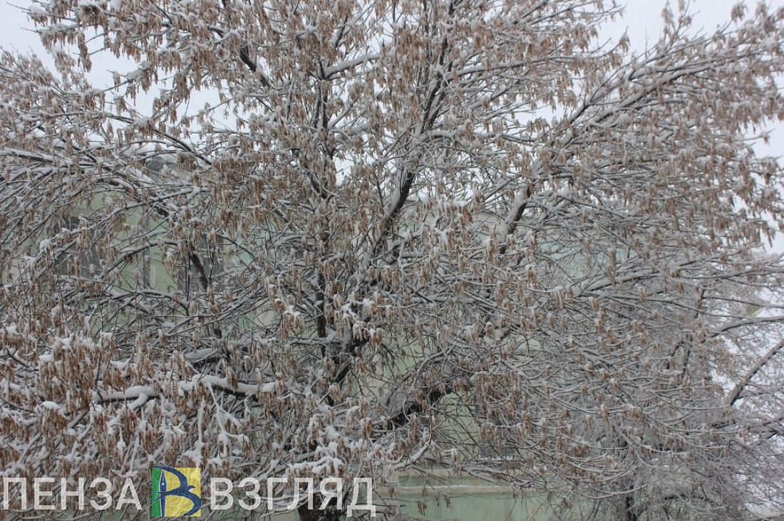 Ветер и снег: синоптики сделали прогноз погоды в Пензенской области на 2 ноября