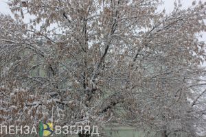 Ветер и снег: синоптики сделали прогноз погоды в Пензенской области на 2 ноября