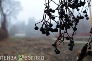 Синоптики сделали прогноз погоды в Пензенской области на 8 ноября