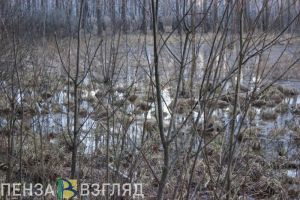 В 2022 году площадь выгоревшего леса в Пензенской области сократилась в 7 раз