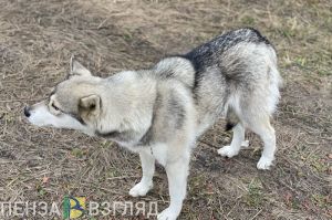 В пензенском поселке Нефтяник на мальчика напала собака