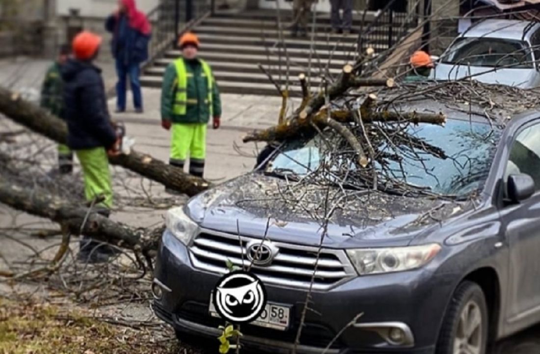 В центре Пензы на машину упало дерево