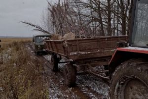 В Пензенской области поймали нарушителя, незаконно выкапывавшего липы