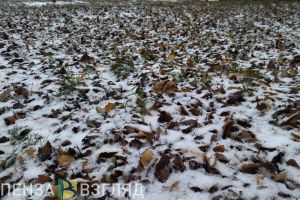 На этой рабочей неделе Пензенская область окажется во власти южного циклона